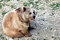 Braunbär