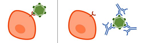 Neutralisierende Antikörper